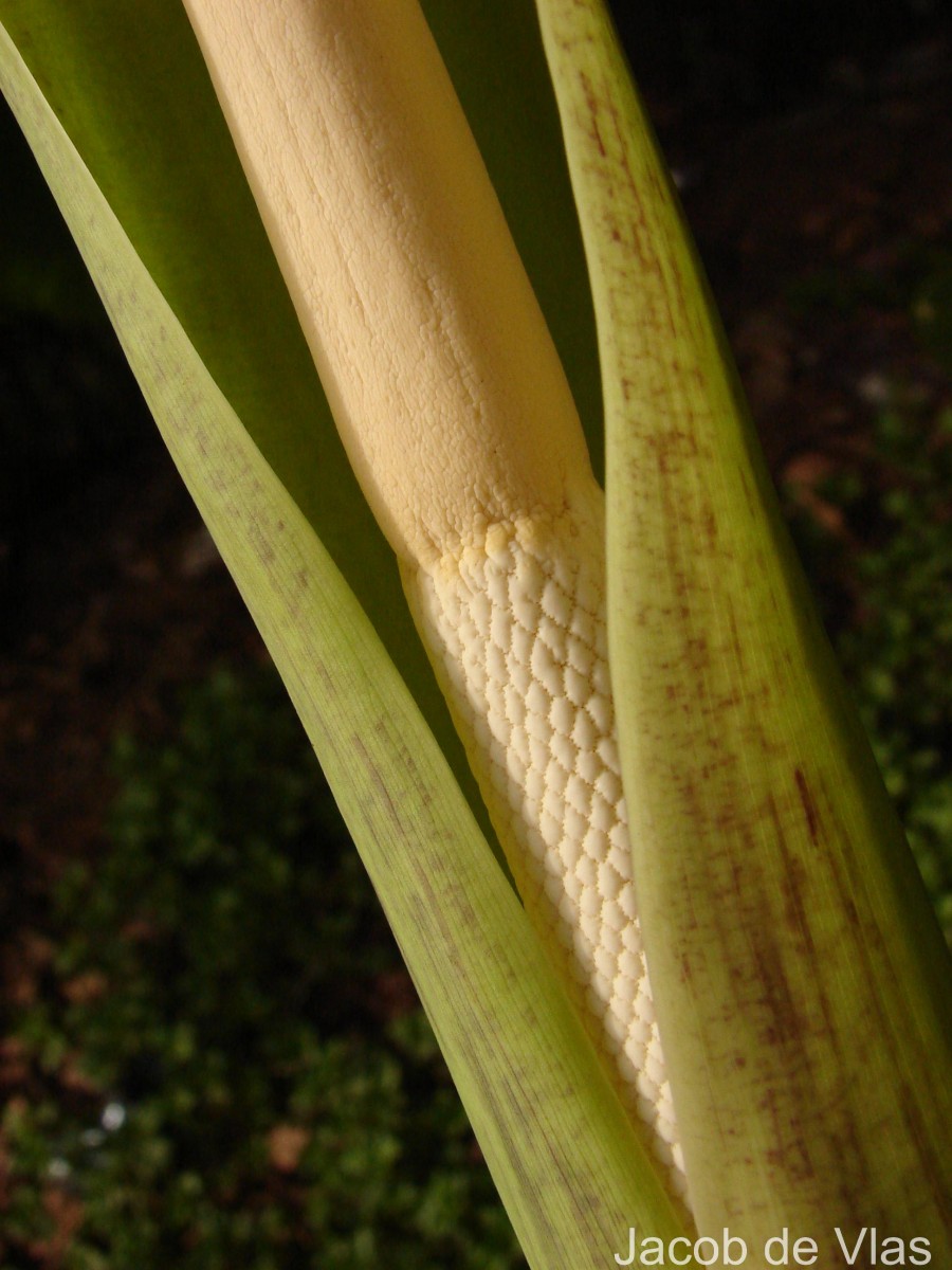 Alocasia macrorrhizos (L.) G.Don